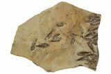 Fossil Fish (Gosiutichthys) Mortality Plate - Wyoming #212118-1